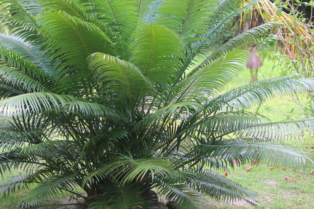 Pousada Quartinho de Praia Velha Boipeba Exterior foto